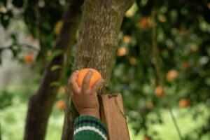toddler picking an orange- RLT